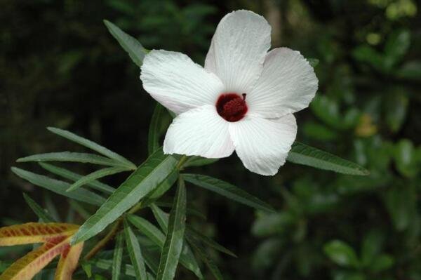 Super Native Rosella Rare Seeds Pcs 8 Hibiscus Heterophyllus White