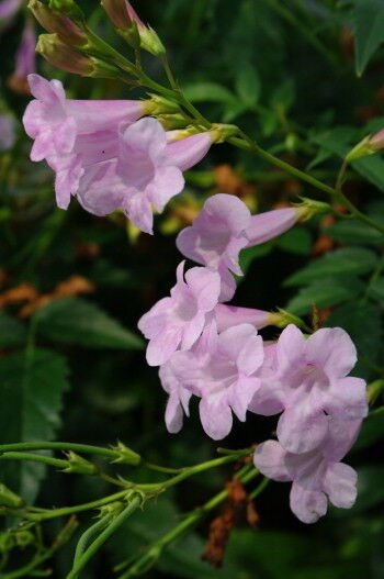 Super Himalayan Gloxinia Rare Seeds Pcs 8 Incarvillea Arguta