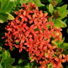 Super Ixora Coccinea Rare Seeds Pcs 3 Of Ixora Ecarlate g977 Jungle Flame