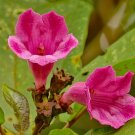 Super Delostoma Integrifolium Rare Seeds Pcs 5 De Jeroja