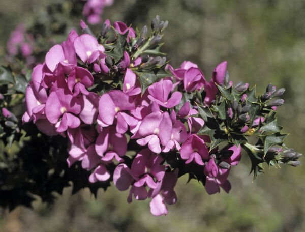 Super Leaved Mirbelia Seeds Pcs 5 De Mirbelia Dilatata Holly