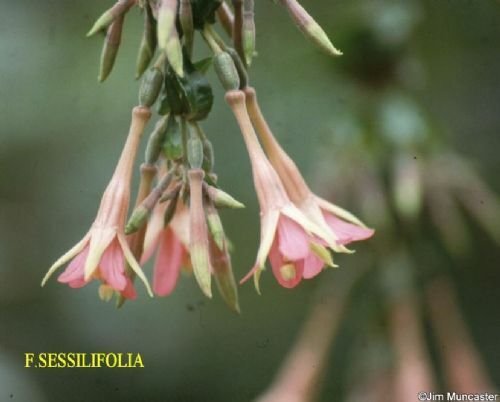Super Seeds Rare Seeds Pcs 4 Of Fuchsia Sessilifolia w51 Samen Semillas Semi