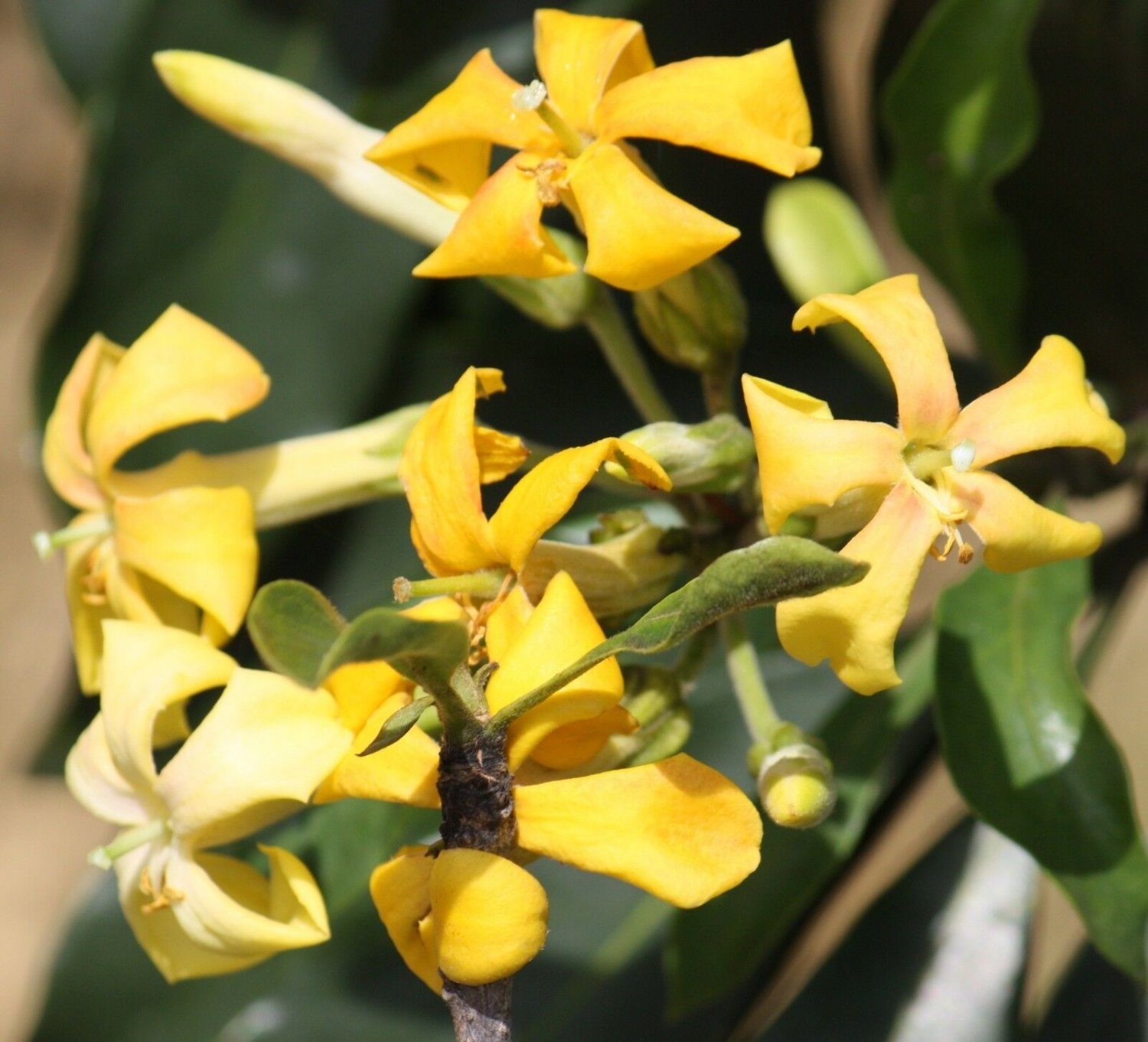 Super Hymenosporum Flavum Rare Seeds Pcs 8 Grains Frangipanier Australien g446
