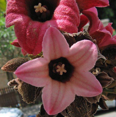 Super Brachychiton Discolor Rare Seeds Pcs 4 De Lacebark