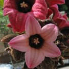 Super Brachychiton Discolor Rare Seeds Pcs 4 De Lacebark