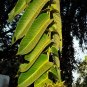 Super Duabanga Grandiflora n508 Rare Seeds Pcs 12 Samen Semi Sementes Semillas