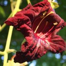 Super Kigelia Africana Rare Seeds Pcs 3 Sausage Tree g988 Sausage Tree