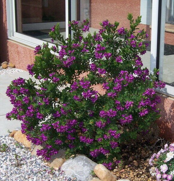 Super September Bush Rare Seeds Pcs 8 De Polygala Myrtifolia Sweet Pea Bush