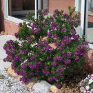 Super September Bush Rare Seeds Pcs 8 De Polygala Myrtifolia Sweet Pea Bush