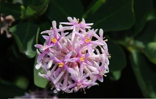 Super Pompom Tree Rare Seeds Pcs 4 Pompon Tree (Dais Cotinifolia) h234