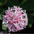 Super Pompom Tree Rare Seeds Pcs 4 Pompon Tree (Dais Cotinifolia) h234