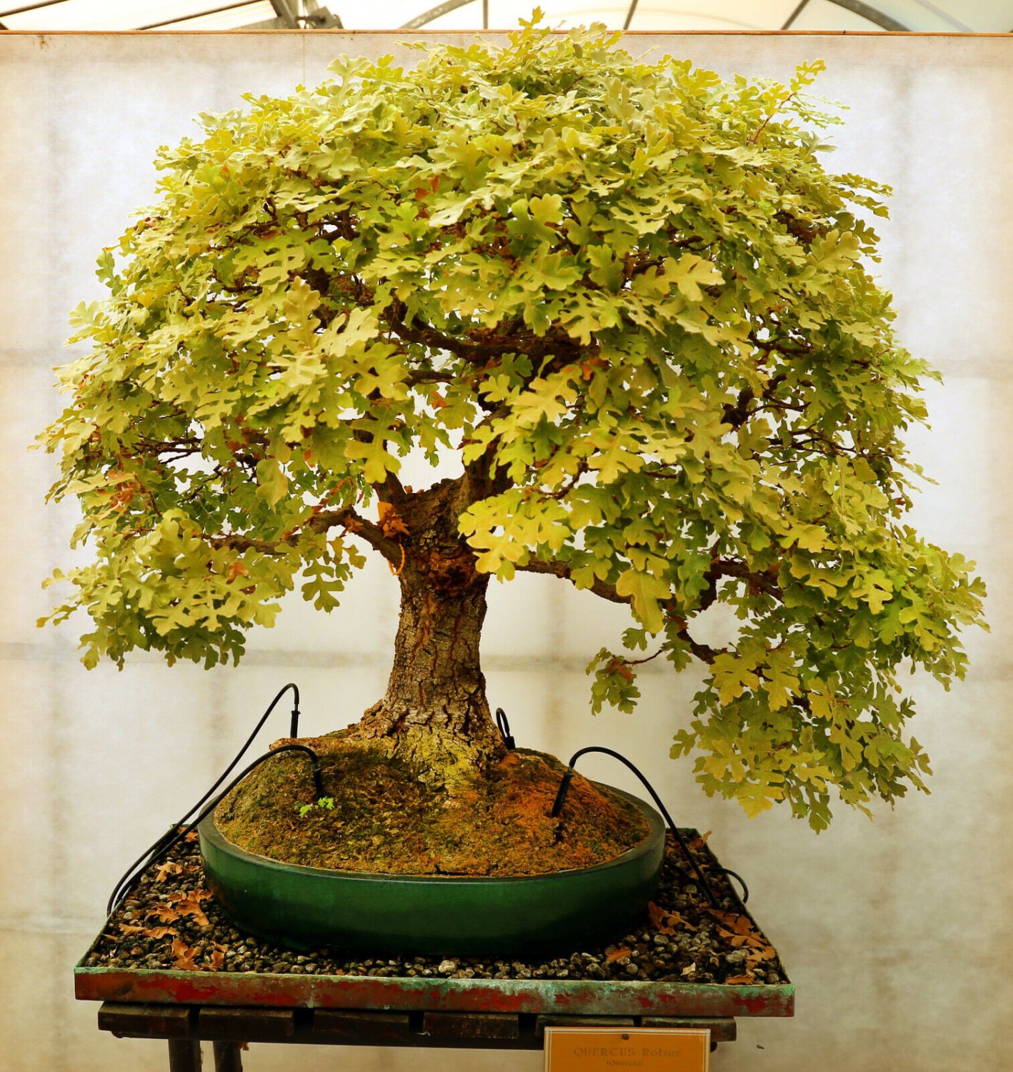 Super English Oak Seeds Pcs 3 Pedunculate Oak Quercus Robur Bonsa&Atilde;&macr; e158
