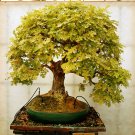 Super English Oak Seeds Pcs 3 Pedunculate Oak Quercus Robur Bonsaï e158