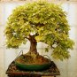 Super English Oak Seeds Pcs 3 Pedunculate Oak Quercus Robur Bonsa&Atilde;&macr; e158