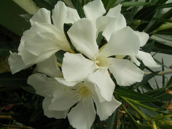 Super Nerium Oleander Sister Agn&Atilde;&uml;s Seeds Pcs 8 Of White Oleander e141