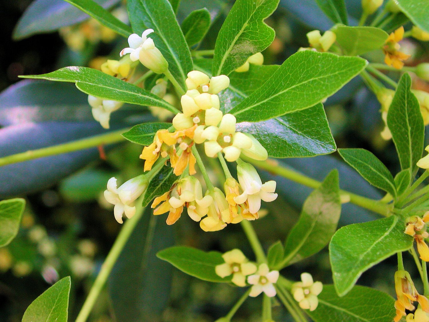 Super Pittosporum Heterophyllum Rare Seeds Pcs 8 Grains Pittosporum De Chine g85