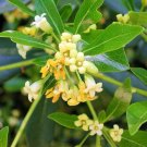 Super Pittosporum Heterophyllum Rare Seeds Pcs 8 Grains Pittosporum De Chine g85