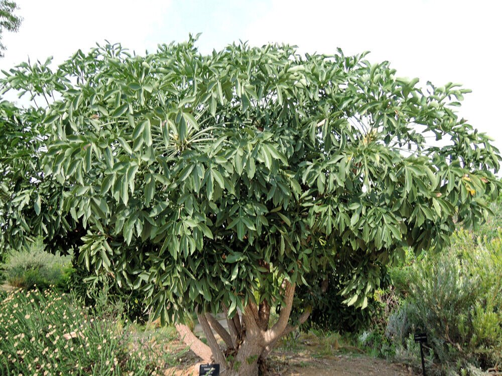 Super Cussonia Spicata Seeds Pcs 8 Cussonia Spicata w37 Common Cabbage Tree
