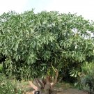 Super Cussonia Spicata Seeds Pcs 8 Cussonia Spicata w37 Common Cabbage Tree