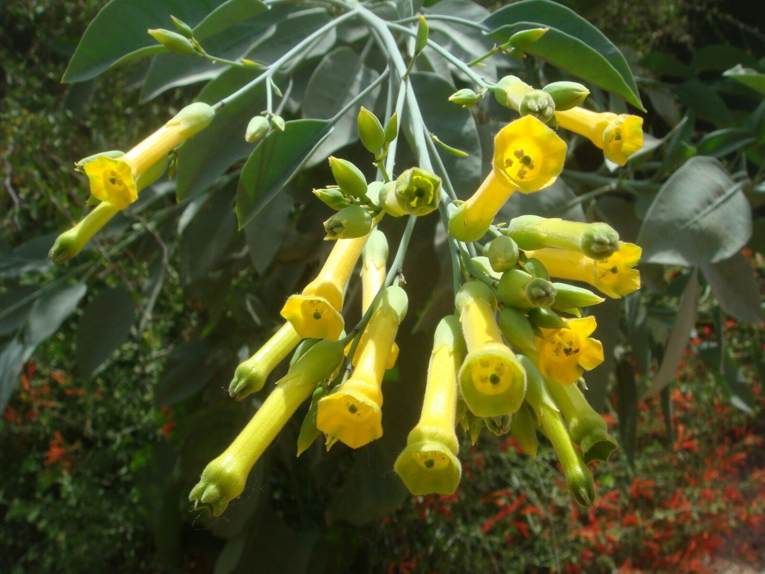 Super Tree Tobacco Seeds Pcs 40 g99 Tree Tobacco Samen Semi g99
