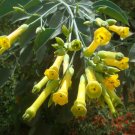 Super Tree Tobacco Seeds Pcs 40 g99 Tree Tobacco Samen Semi g99