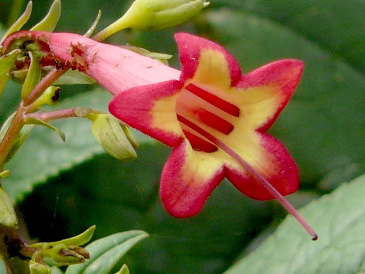 Super Phygelius Capensis Seeds Pcs 10 Cape Coral Fuchsia h343 Cape Figwort