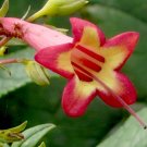 Super Phygelius Capensis Seeds Pcs 10 Cape Coral Fuchsia h343 Cape Figwort