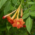 Super Orange Trumpet Bush Seeds Pcs 8 Of Tecoma Fulva Ssp Garrocha