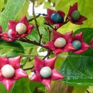 Super Clerodendrum Trichotomum Seeds Pcs 5 Clergy Tree g464 Semi Samen Seeda