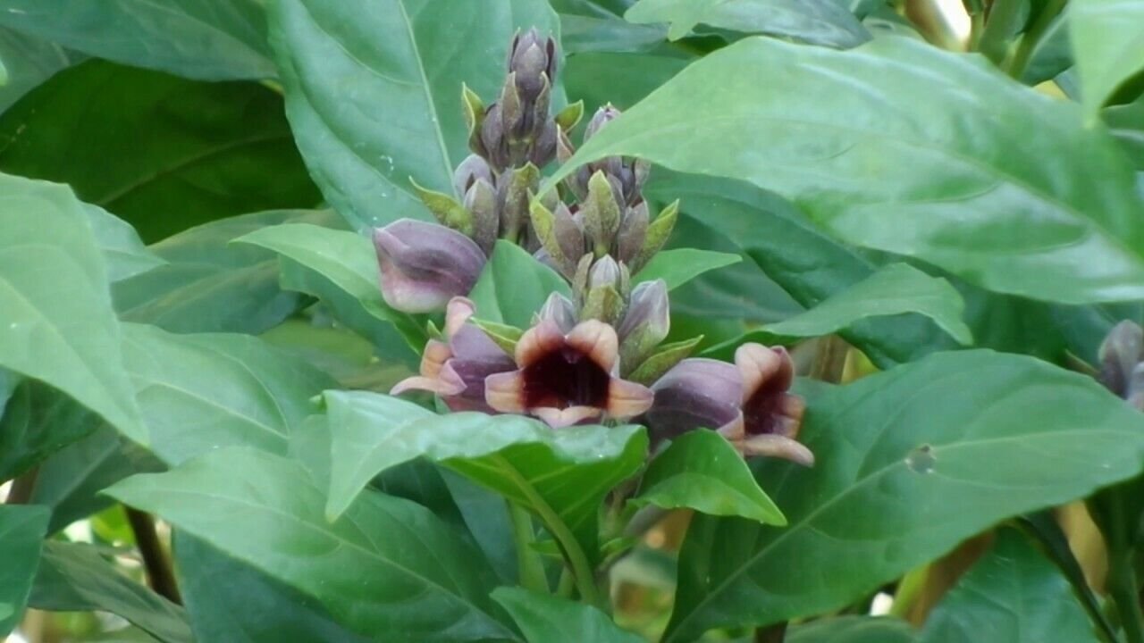 Super Same Rare Seeds Pcs 5 Grains Of Phlogacanthus Pulcherrimus w45