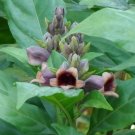 Super Same Rare Seeds Pcs 5 Grains Of Phlogacanthus Pulcherrimus w45