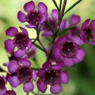 Super Wax Flower Seeds Pcs 4 Graines Fleur De Cire Chamelaucium Uncinatum Purple p