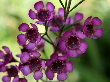 Super Wax Flower Seeds Pcs 4 Graines Fleur De Cire Chamelaucium Uncinatum  Purple p