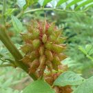 Super Liquorice Seeds Pcs 25 Glabre Licorice Glycyrrhiza Glabra g79 Seed Semi