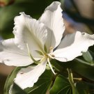 Super Seeds Rare Seeds Pcs 5 Bauhinia Variegata Candida k18 Budhist Bauhinia