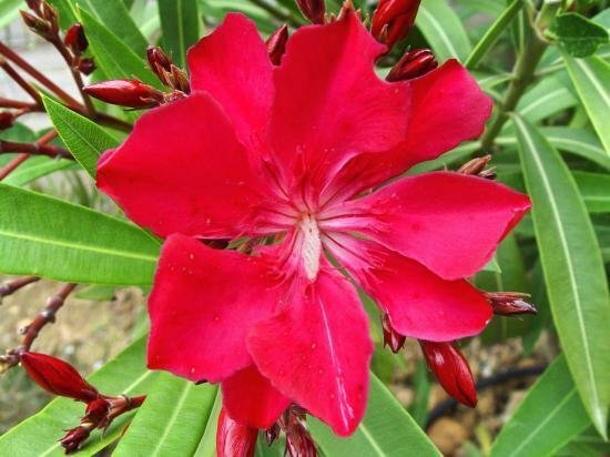 Super Nerium Oleander Commandant Barthelemy Seeds Pcs 8 Red Oleander n202