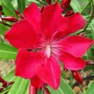 Super Nerium Oleander Commandant Barthelemy Seeds Pcs 8 Red Oleander n202