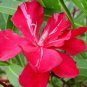Super Nerium Oleander Commandant Barthelemy Seeds Pcs 8 Red Oleander n202