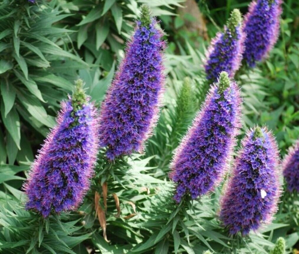 Super Echium Fastuosum Seeds Pcs 8 Madere Viperine g447