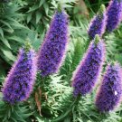 Super Echium Fastuosum Seeds Pcs 8 Madere Viperine g447