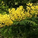 Super Caesalpinia Sepiaria Rare Seeds Pcs 4 Mysore Spine g132