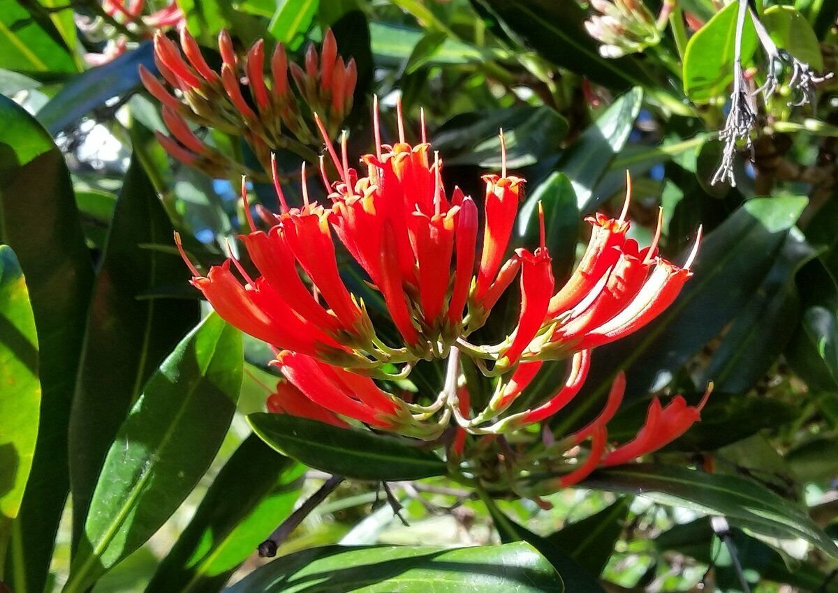 Super Alberta Magna Rare Seeds Pcs 4 Natal Flame Bush