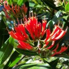 Super Alberta Magna Rare Seeds Pcs 4 Natal Flame Bush