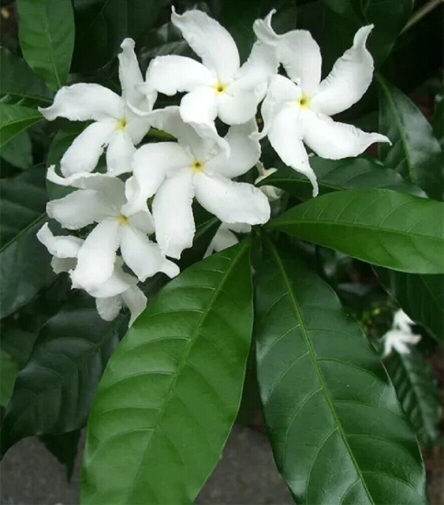 Super Tabernaemontana Divaricata Seeds Pcs 3 Jasmine Coffee h242 Crepe Jasmine