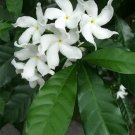 Super Tabernaemontana Divaricata Seeds Pcs 3 Jasmine Coffee h242 Crepe Jasmine