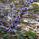 Super Hovea Seeds Pcs 5 Grains d' Hovea Linearis n75 Common