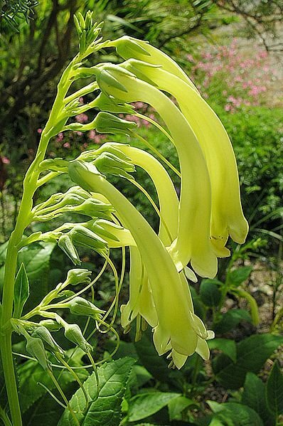 Super Yellow Cape Figwort Seeds Pcs 10 Fuchsia Du Cap Jaune Phygelius Aequalis