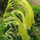 Super Yellow Cape Figwort Seeds Pcs 10 Fuchsia Du Cap Jaune Phygelius Aequalis