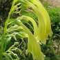 Super Yellow Cape Figwort Seeds Pcs 10 Fuchsia Du Cap Jaune Phygelius Aequalis