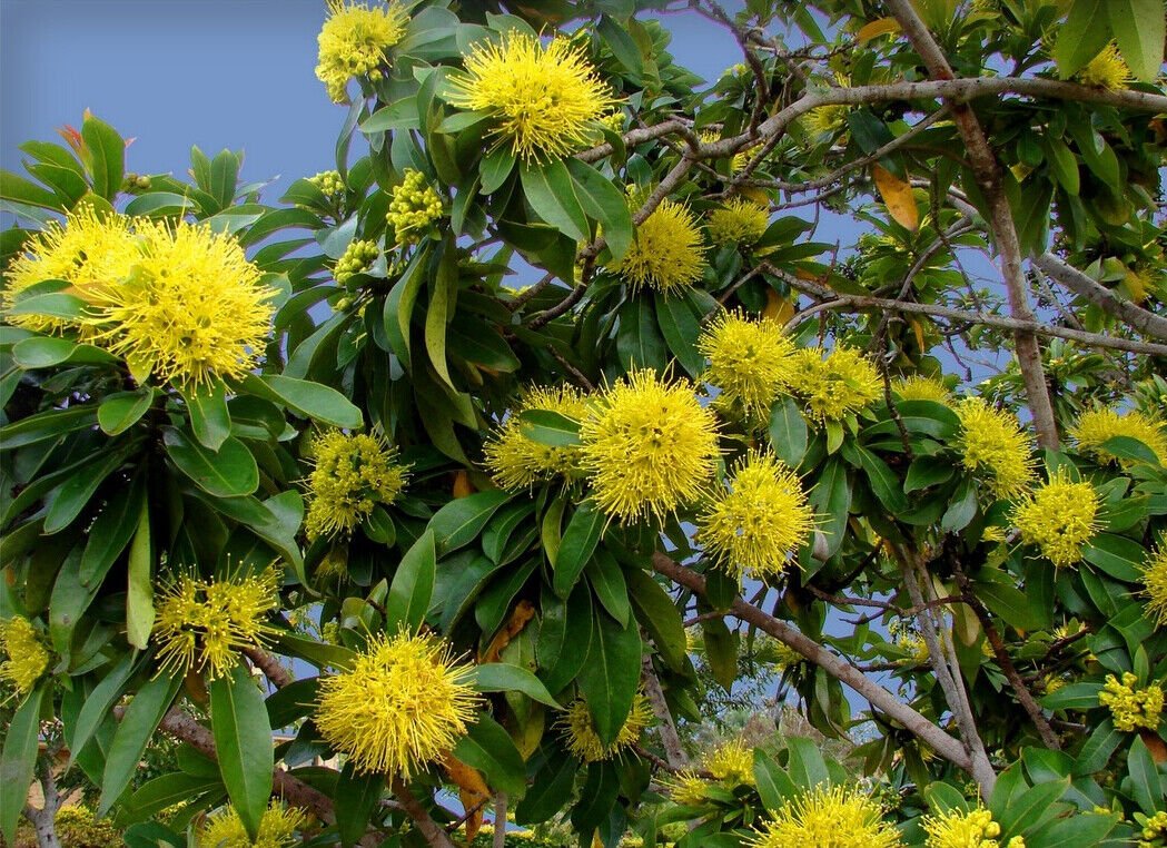 Super Golden Panda Seeds Pcs 8 Of Xanthostemon Chrysanthus n106 Semillas Sementes